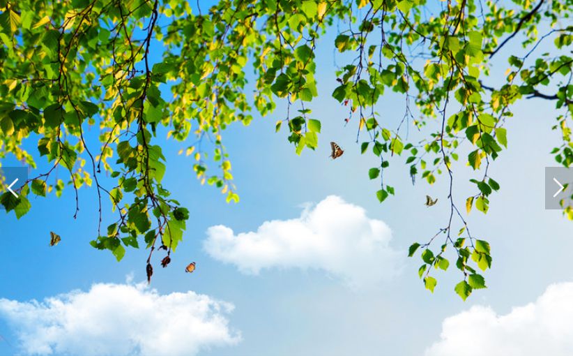 LED sky panel image with sky and trees