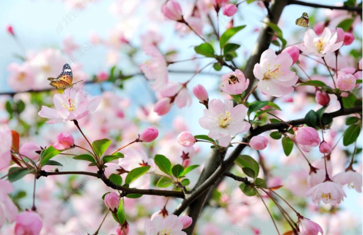 LED sky panel image showing pink blossom