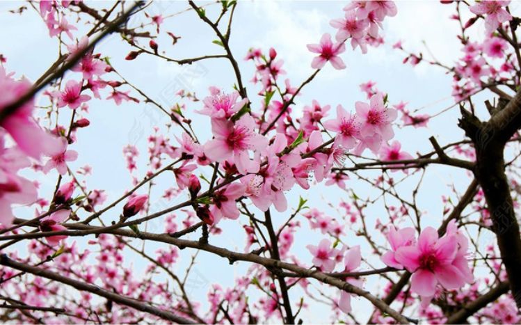 LED sky panel image showingf blossom trees